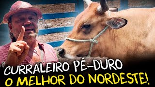 PÉ-DURO: O GADO QUE DESAFIOU O SERTÃO BRASILEIRO