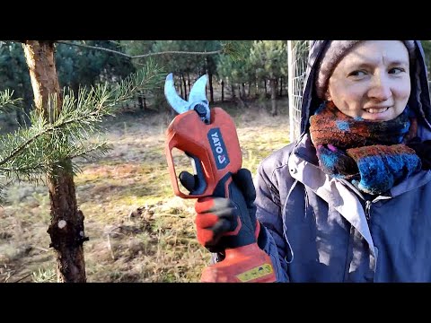 SPOSÓB na poprawienie ogrodzenia, nowa droga na siedlisku, maliny i inne BADYLE