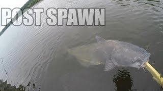 Post Spawn Catfish Action on the TN River
