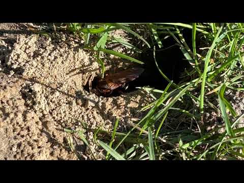Cicada Killer Wasp Beginning It's Burrow in Metuchen, NJ