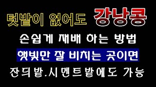 [텃밭농부. 1,354]  텃밭이 없어도 강낭콩 재배하는 방법. #강낭콩재배