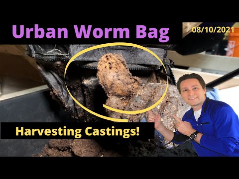 Urban Worm Bag Harvest and Massive Feeding 8/10/2021