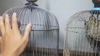 Download lagu LUAR BIASA || Mengenal perbedaan pelatuk bawang jari 3 & pelatuk bawang jari 4 mp3