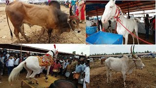 Indias Biggest Horse and Cattle Market / Anthiyur 