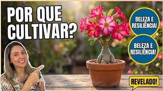 Motivos para você cultivar a rosa do deserto agora!