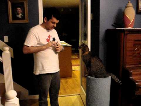 Who says cats can't learn tricks?