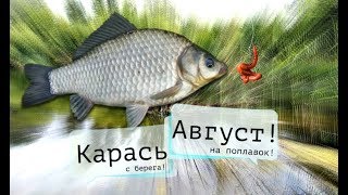 На что завтра клюет карась в августе