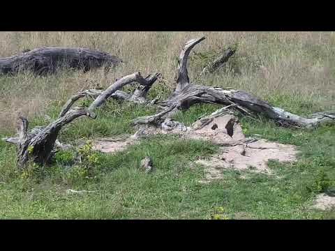 Djuma: Rock Monitor Lizard? - 08:40 - 10/20/20