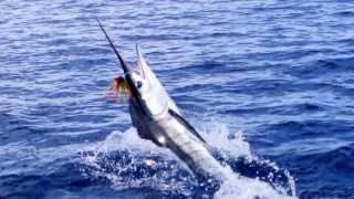 preview picture of video 'Striped Marlin Fishing, Los Barriles Mexico B.C.S.'