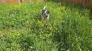 Video preview image #1 Mutt Puppy For Sale in Jackson, MS, USA