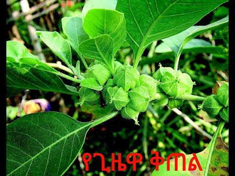 ግሽ አባይ ዩቱብ(Alex13 Ethion tube) አለማየሁ ጌትነት  ኮምፑተር እንጂነሪንግ