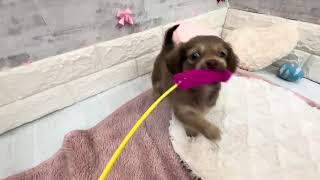 ハーフ犬の動画01