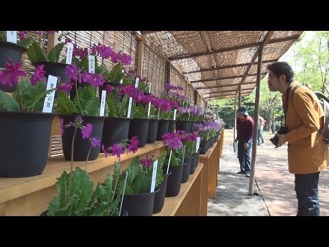 サクラソウ 植物