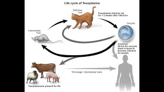Epidemiology of Toxoplasmosis