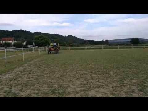 Training mit Millionen von Mücken - Die Fuhrhalterei