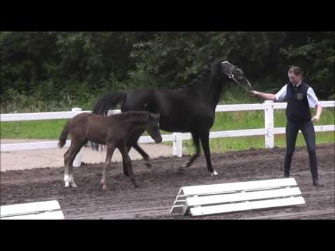 "PAV Etepetete" DR St. v. Del Sol aus der Vollschester zu Nemax