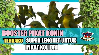 Download lagu 🔴 DUA BETINA BERTENGKAR 🔴 SUARA KHUSUS PIKAT BURUNG KOLIBRI NINJA (KONIN) - TERBARU 2022 mp3 Download lagu 🔴 DUA BETINA BERTENGKAR 🔴 SUARA KHUSUS PIKAT BURUNG KOLIBRI NINJA (KONIN) - TERBARU 2022 mp3