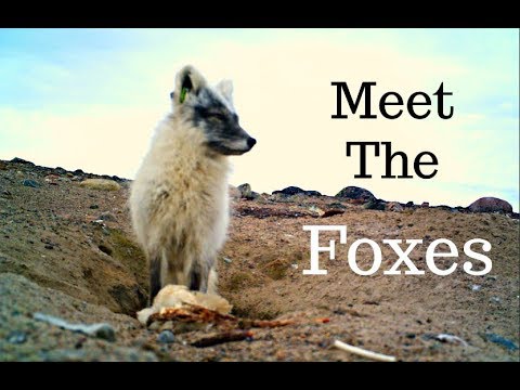 Meet the Arctic Foxes - PhD Field Work