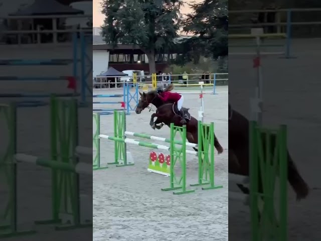 Gelding Origin Recorded For sale 2020 Liver chestnut