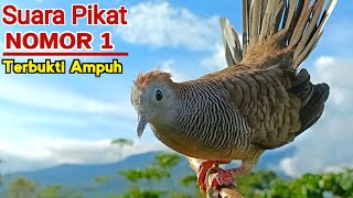 Download lagu Perkutut Pikat Gacor TOP NOMOR 1 Untuk Pancingan Emosi Supaya Bunyi mp3