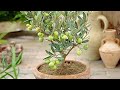 How To Grow Olive Plant.All about  its Fertilizer Tips & Complete Prunning Guide. Grow Zaitooon