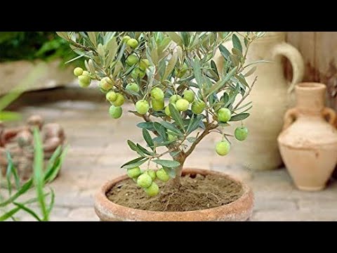 How To Grow Olive Plant.All about  its Fertilizer Tips & Complete Prunning Guide. Grow Zaitooon