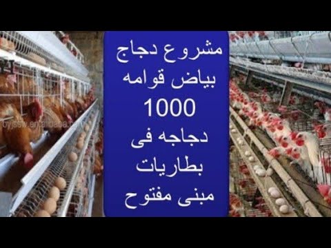 , title : 'الجدوى الاقتصادية لمشروع بيض مائدة قوامه ١٠٠٠ دجاجه فى بطاريات بمبنى مفتوح'