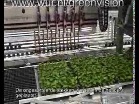 Anthurium sorting machine