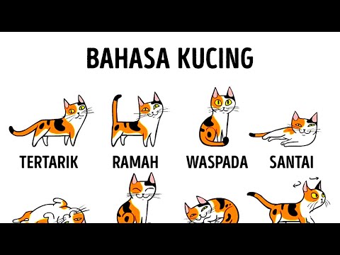 Cara Memahami Kucing Lebih Baik