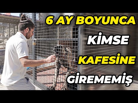 NO ONE HAS BEEN ABLE TO GET INTO THIS DOG'S CAGE TO GIVE IT FOOD FOR 6 MONTHS!