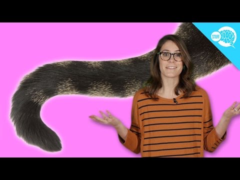 Why Don't Humans Have Tails?