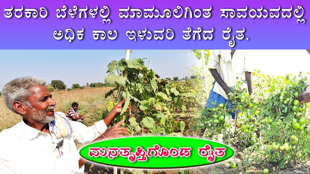 Soil star advanced used in vegetable farming. ತರಕಾರಿ ಬೆಳೆಗಳಲ್ಲಿ ಸಾಯಿಲ್ ಸ್ಟಾರ್ ಅಡ್ವಾನ್ಸ್ಡ್ ಬಳಸಲಾಗಿದೆ.