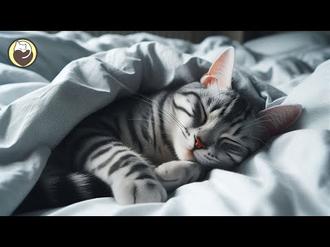 528Hz Healing Music for Cats (with cat purring sounds) - Relief of Stress and Anxiety