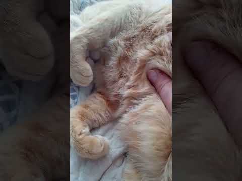 Petting Dylan the Gray cat and tiger the orange hair cat in 30.8 seconds tonight #370