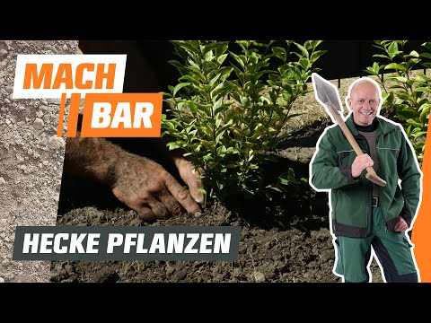 Hecke pflanzen | OBI