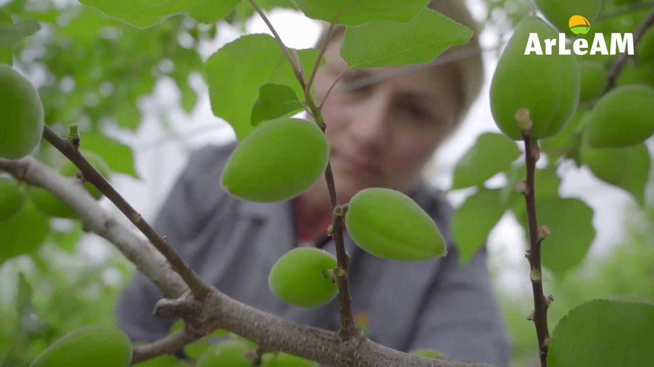 Գարունը ArLeAM-ի այգիներում
