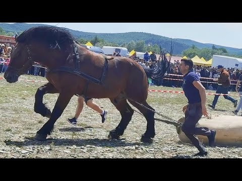 Armăsar bun la tras Doru de la Voitinel-Bucovina 2023