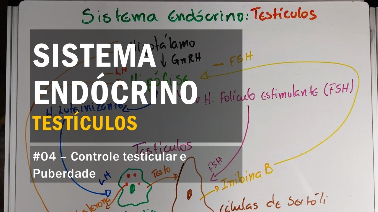Gônadas - #04 Controle Testicular e Puberdade - Sistema Endócrino