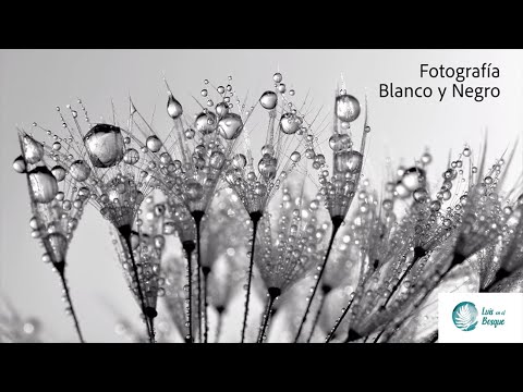 Masterclass de Fotografía en Blanco y Negro
