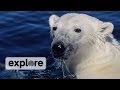 How Do Polar Bears Keep Warm?