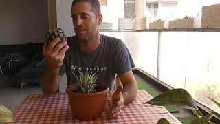 איך מגדלים אננס בעציץ