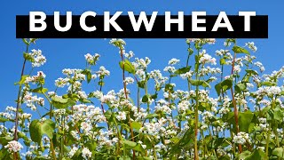 A Plant That Does Wonders for a Backyard Garden!