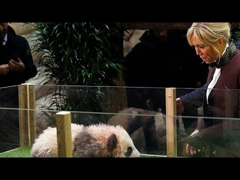 Französische First Lady besucht Forschungszentrum für Pandazucht in China