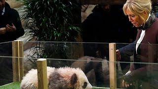 Französische First Lady besucht Forschungszentrum für Pandazucht in China
