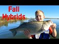How to Catch Fall Hybrid Bass | Hybrid Fishing Techniques and Sonar Tips