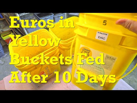 ENC worms in yellow buckets get 7th feeding on day 78 - vermicompost