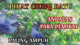 Download lagu suara pikat burung ciung batu paling ampuh mp3
