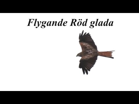Red Kite documentation flight slow motion Sweden