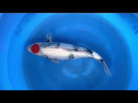 SPR-50 2Sai Gr Tancho Showa Female 55 cm jks auction