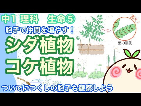 羽生シダ 植物